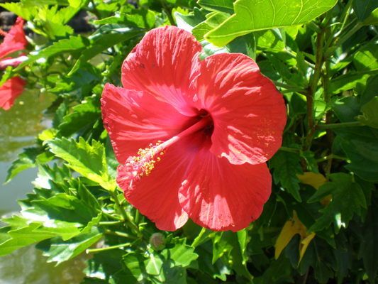 Kauai_hibiscus