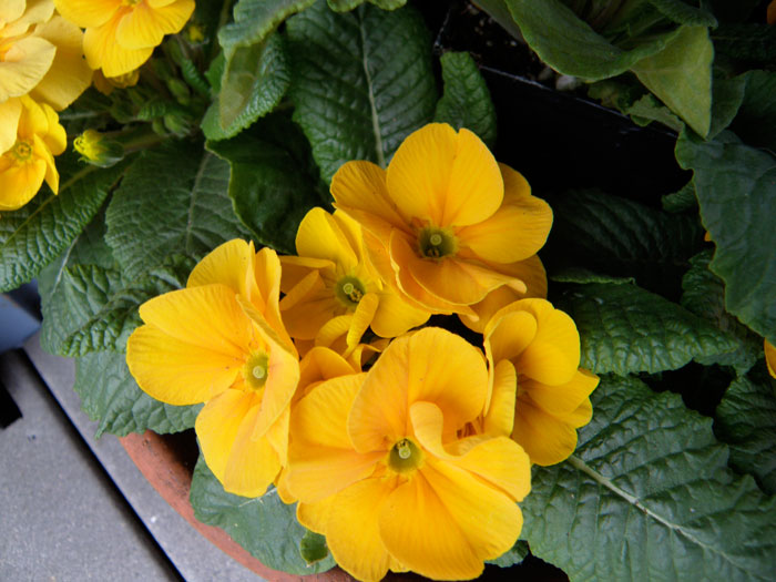 A fresh face greets spring!