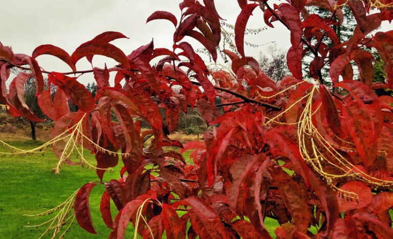 Autumn leaves