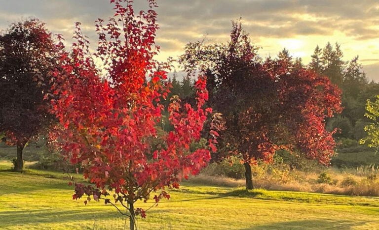 November comes….