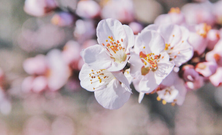 Cherry Blossoms