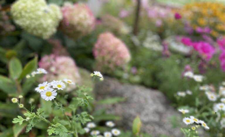 Autumn Garden