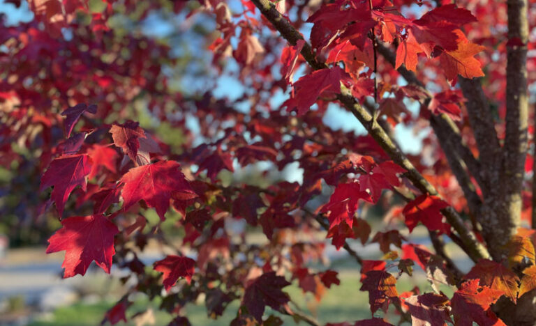Autumn greetings and important announcement