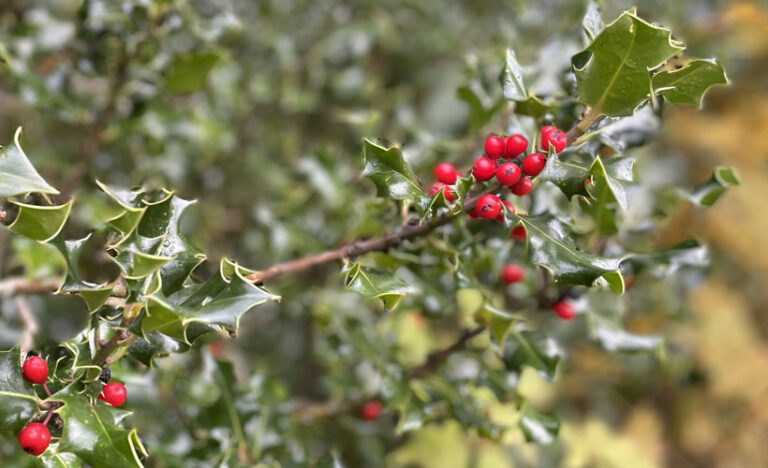 Holly berries
