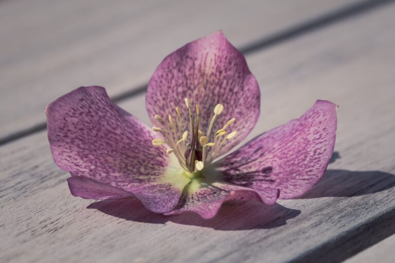 hellebore blossom