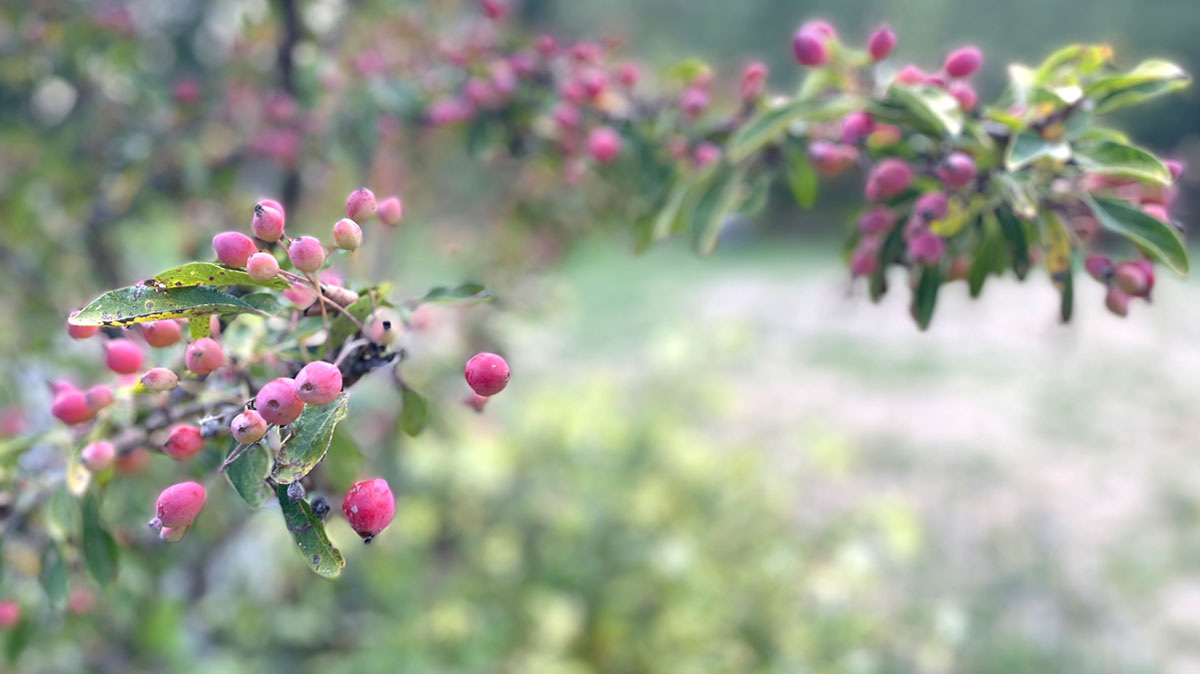 October’s Garden