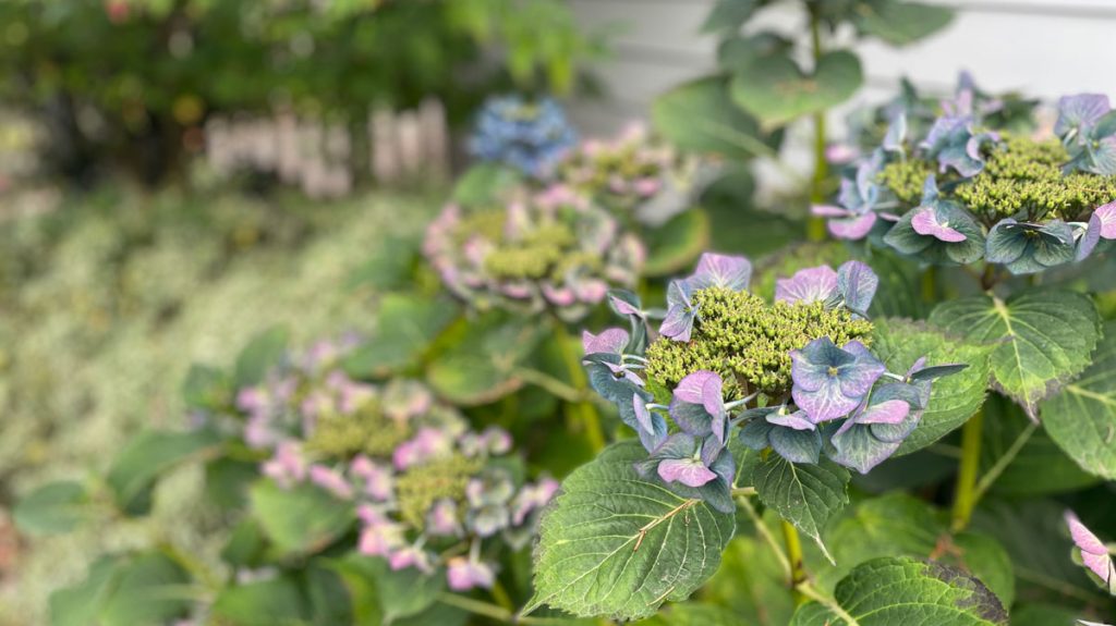 hydrangea blossoms in autumn